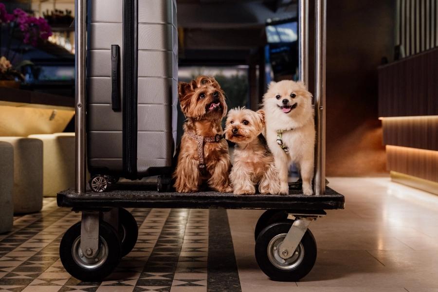 Pet friendly  ESTELAR Milla de Oro Colombia - Medellín Pet friendly  ESTELAR Milla de Oro Colombia - Medellín